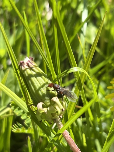 iNaturalist observation photo of Winged and Once-winged Insects