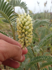 Astragalus pycnostachyus