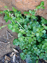 Apium prostratum denticulatum