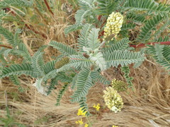 Astragalus pycnostachyus