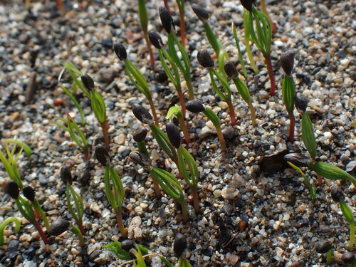 White spruce (Picea glauca)