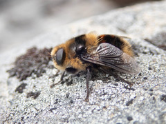 Cephenemyia