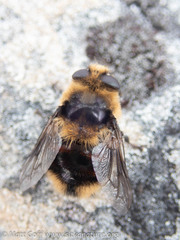 Cephenemyia