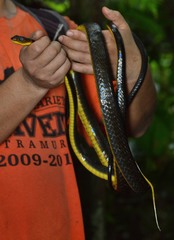 Chironius multiventris