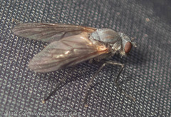 Symphoromyia