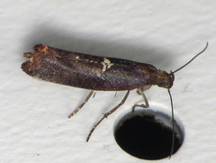 Acrolepiopsis