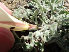 Calystegia collina oxyphylla