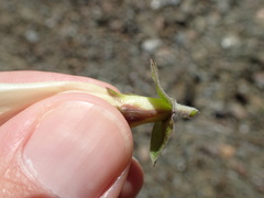Calystegia collina oxyphylla