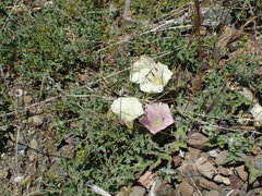 Calystegia collina oxyphylla