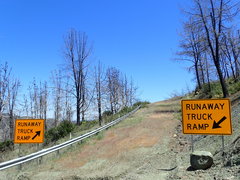 Calystegia collina oxyphylla