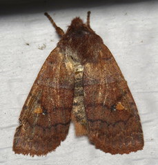 Eupsilia vinulenta