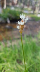 Bistorta bistortoides