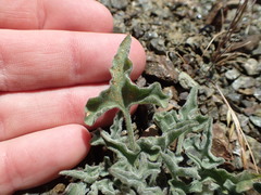 Calystegia collina oxyphylla