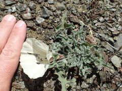 Calystegia collina oxyphylla