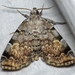 American Idia Moth - Photo (c) Nick Block, some rights reserved (CC BY), uploaded by Nick Block