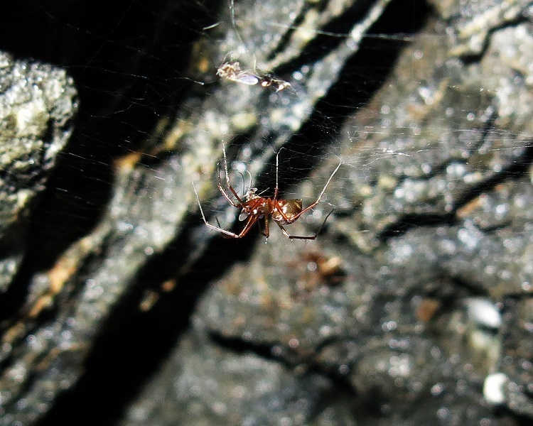 Lepthyphantes iranicus