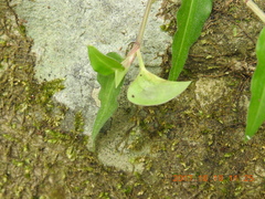 Commelina auriculata