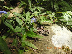 Commelina auriculata