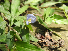 Commelina auriculata