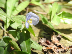 Commelina auriculata