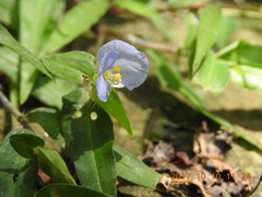 Commelina auriculata
