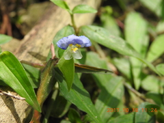 Commelina auriculata