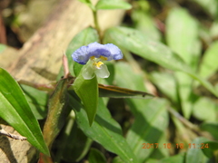 Commelina auriculata