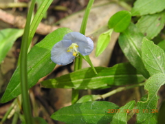 Commelina auriculata