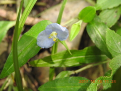 Commelina auriculata