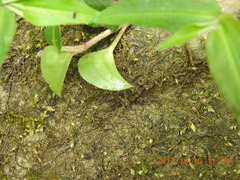 Commelina auriculata