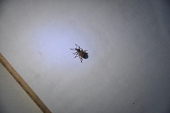 Otiorhynchus singularis