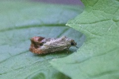 Olethreutes hamameliana