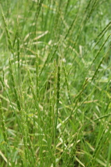 Aegilops tauschii, photograph (c) Oleg Kosterin, some rights reserved (CC BY)