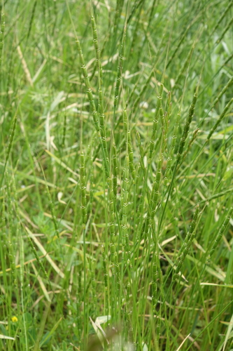 Aegilops tauschii, photograph 5
