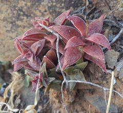 Crassula capitella thyrsiflora
