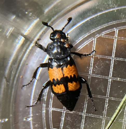 iNaturalist observation photo of Boreal Burying Beetle