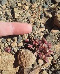 Crassula capitella thyrsiflora