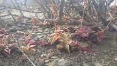 Crassula capitella thyrsiflora