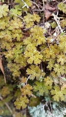 Geranium microphyllum