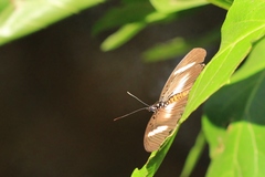 Pseudacraea eurytus imitator
