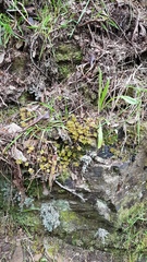 Geranium microphyllum