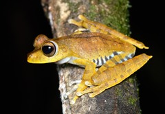 Boana calcarata