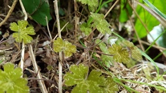 Geranium microphyllum