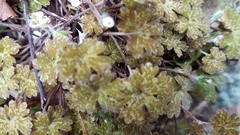 Geranium microphyllum