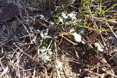 Artemisia princeps