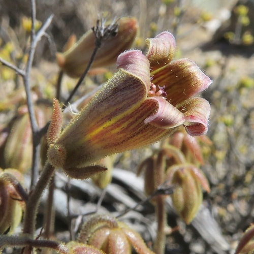 Tylecodon pearsonii