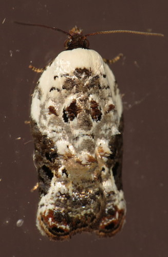 Snowy-shouldered Acleris Moth photo 3