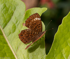 Zemeros flegyas albipunctatus
