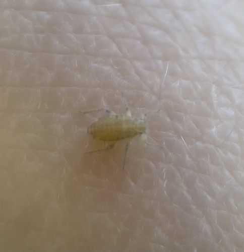 iNaturalist observation photo of Willow Bark Aphids