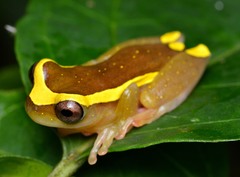 Dendropsophus bifurcus